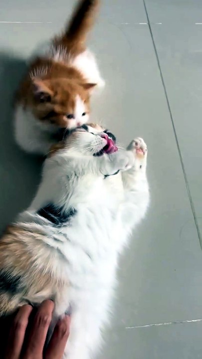 Lets Play Mommy. . .😸😸😸