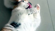 Lets Play Mommy. . .😸😸😸