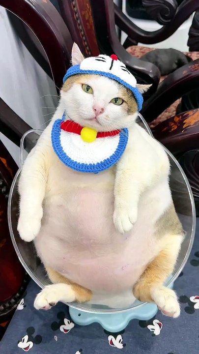 DoraCat. . .😸😸😸
