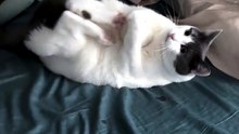 Gave Me The Ball. . .😸😸😸