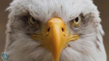 Águila calva: El poderoso símbolo nacional de Estados Unidos