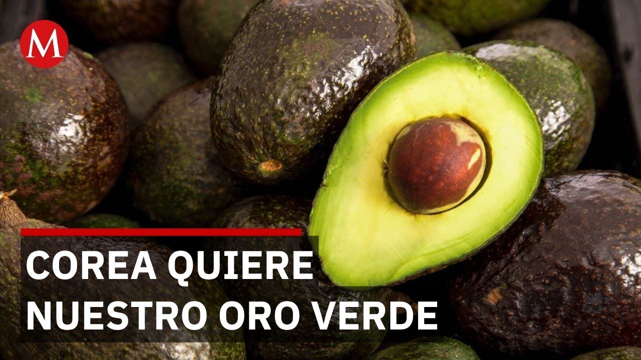Jalisco busca exportar aguacate a Corea del Sur y crear 65 mil empleos directos