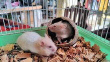 what do hamsters like to play