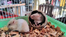 what hamsters can live together