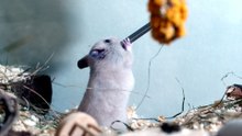 which hamster is right for you