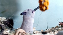 which hamster is the best for beginners