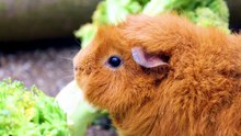 which is better hamster or guinea pig