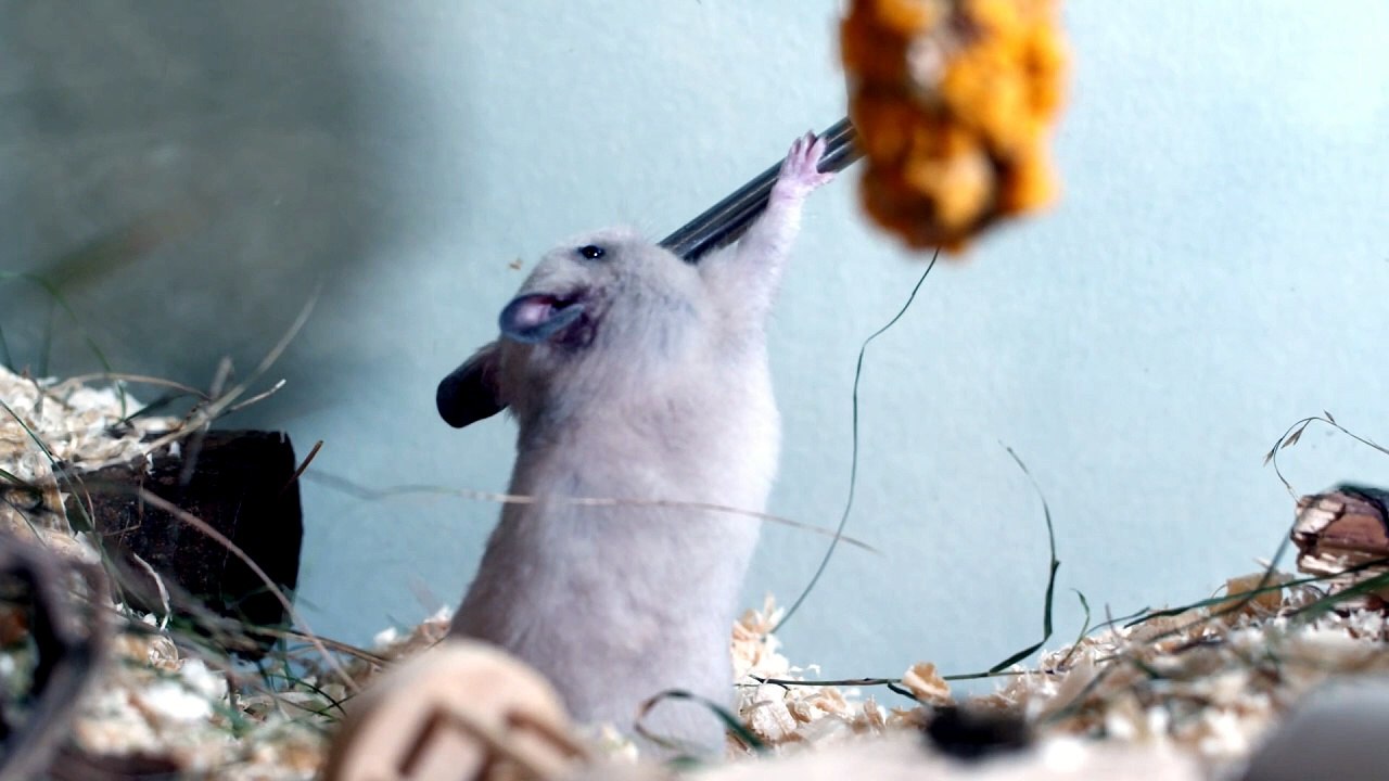 why hamsters like to run on wheel