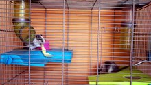 why hamsters die so easily