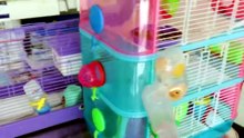 why hamsters need big cages