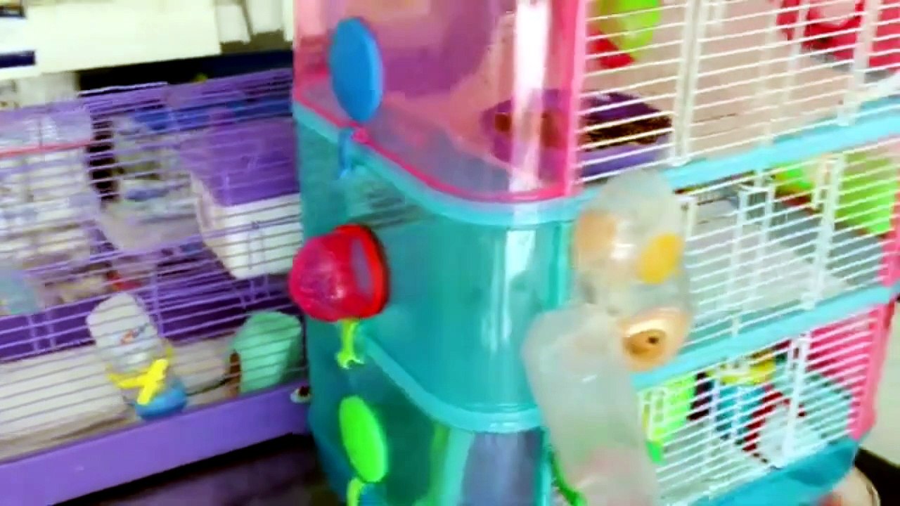 why hamsters need big cages