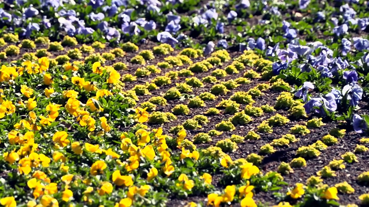 Flowers bloom in Canberra after warmer winter