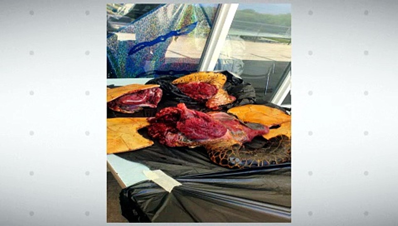 TURTLE POACHING TWO ARRESTED