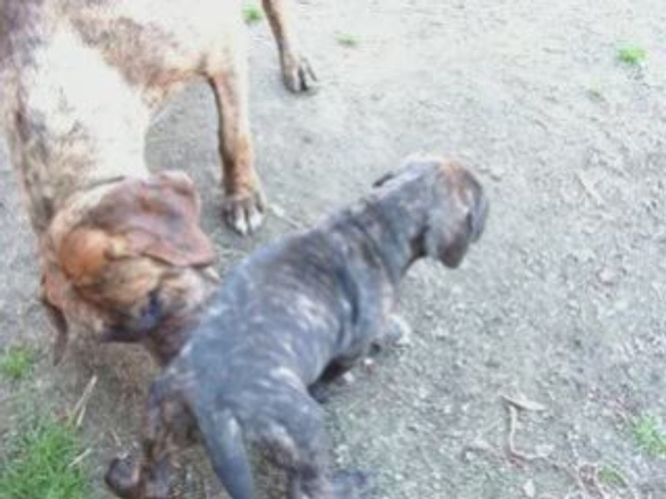 1ere sortie des bb fila brasileiro