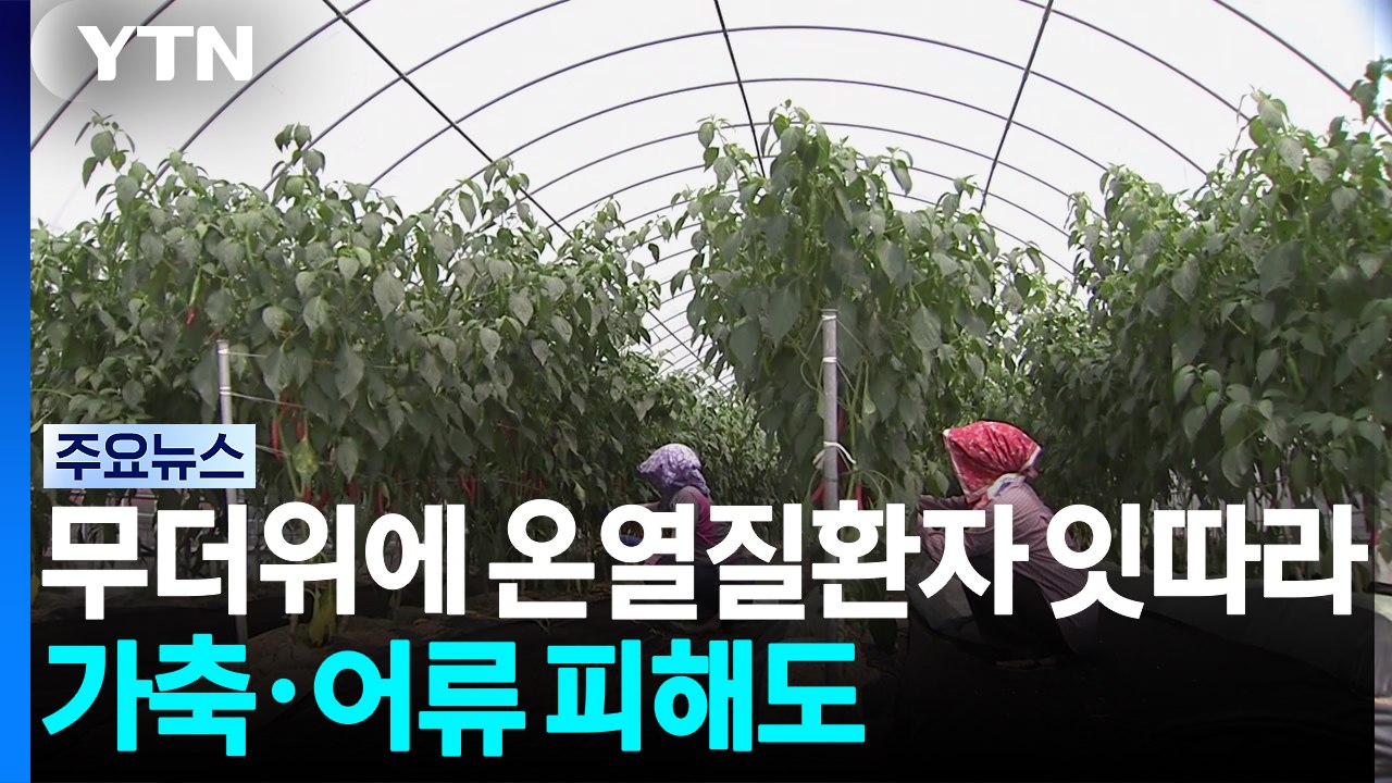무더위에 온열질환자 잇따라...가축·어류 피해도 / YTN