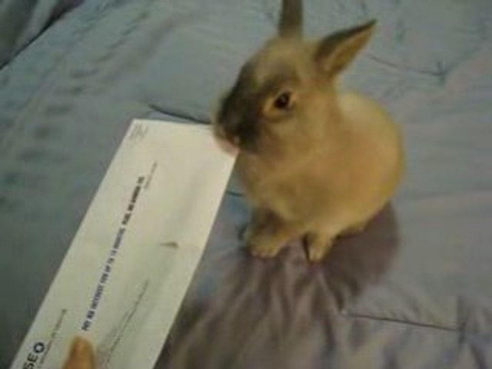 le lapin ouvre enveloppe