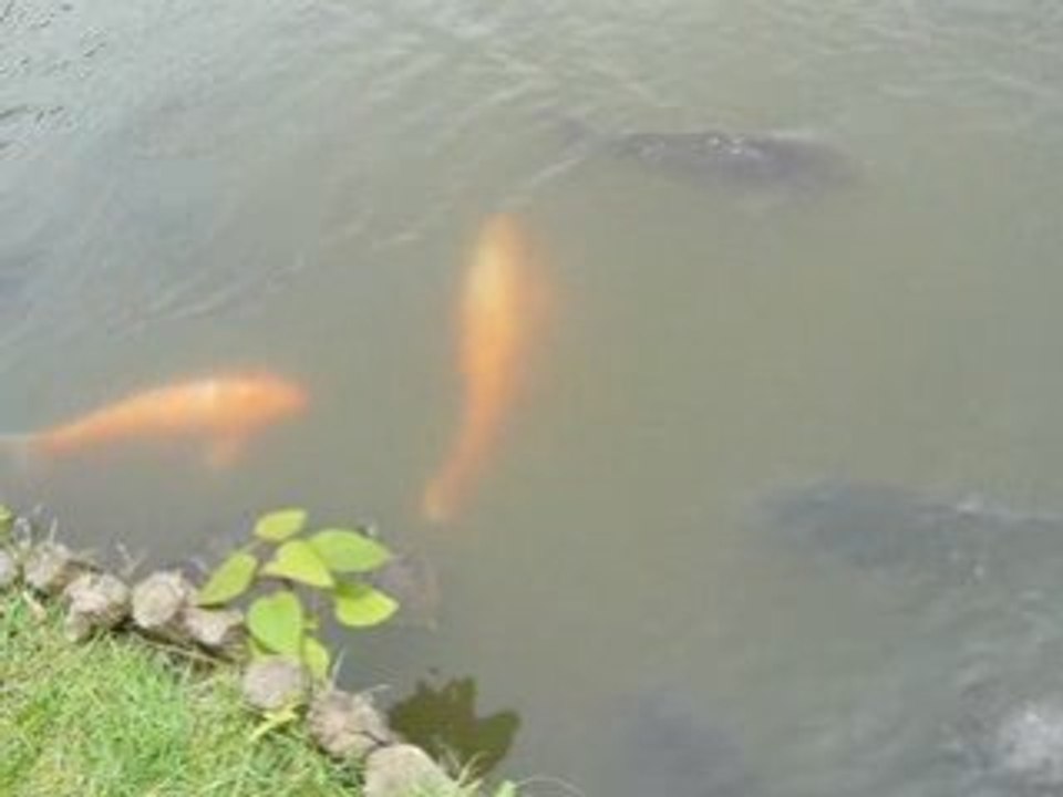 Les poissons du Rikugien