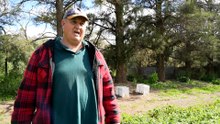Beekeepers in ‘crisis’ call for increased access to organic varroa mite treatments