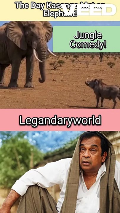 Kasongo is always one step Ahead | Jungle Comedy | Funniest Animal #kasongo #wildlife #junglelife #elephant