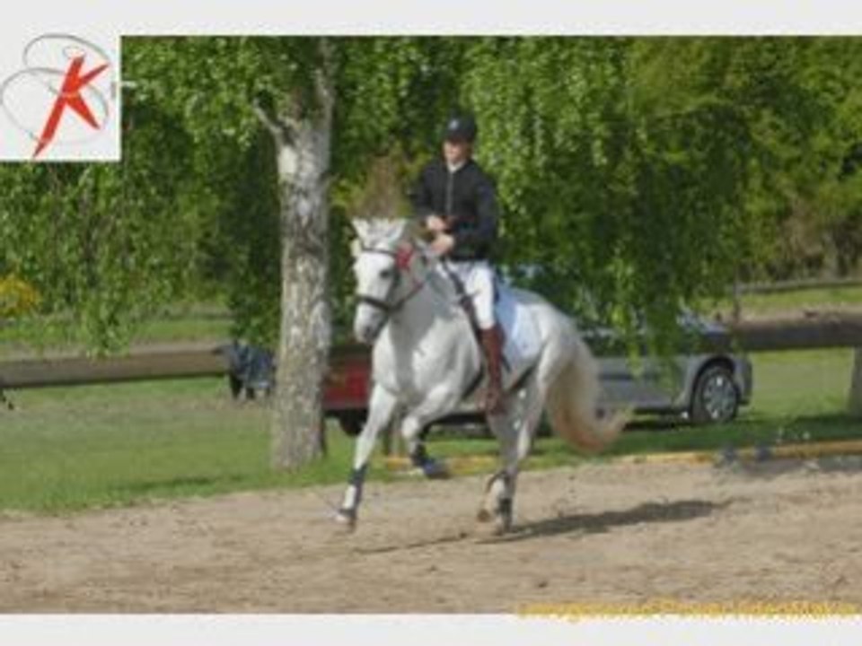 saut d'obstacle Ronaldo étalon Lusitanien