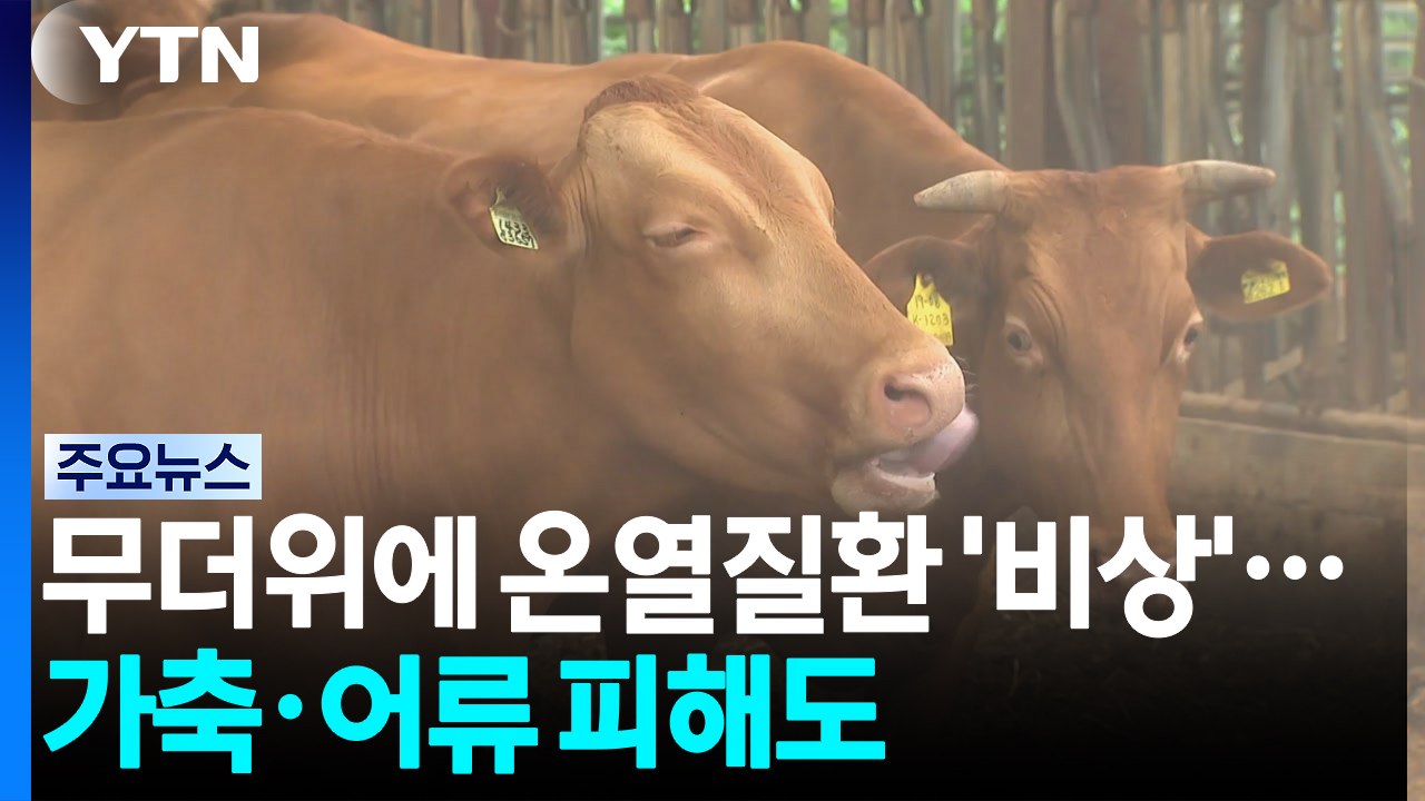 무더위에 온열질환 '비상'...가축·어류 피해도 / YTN
