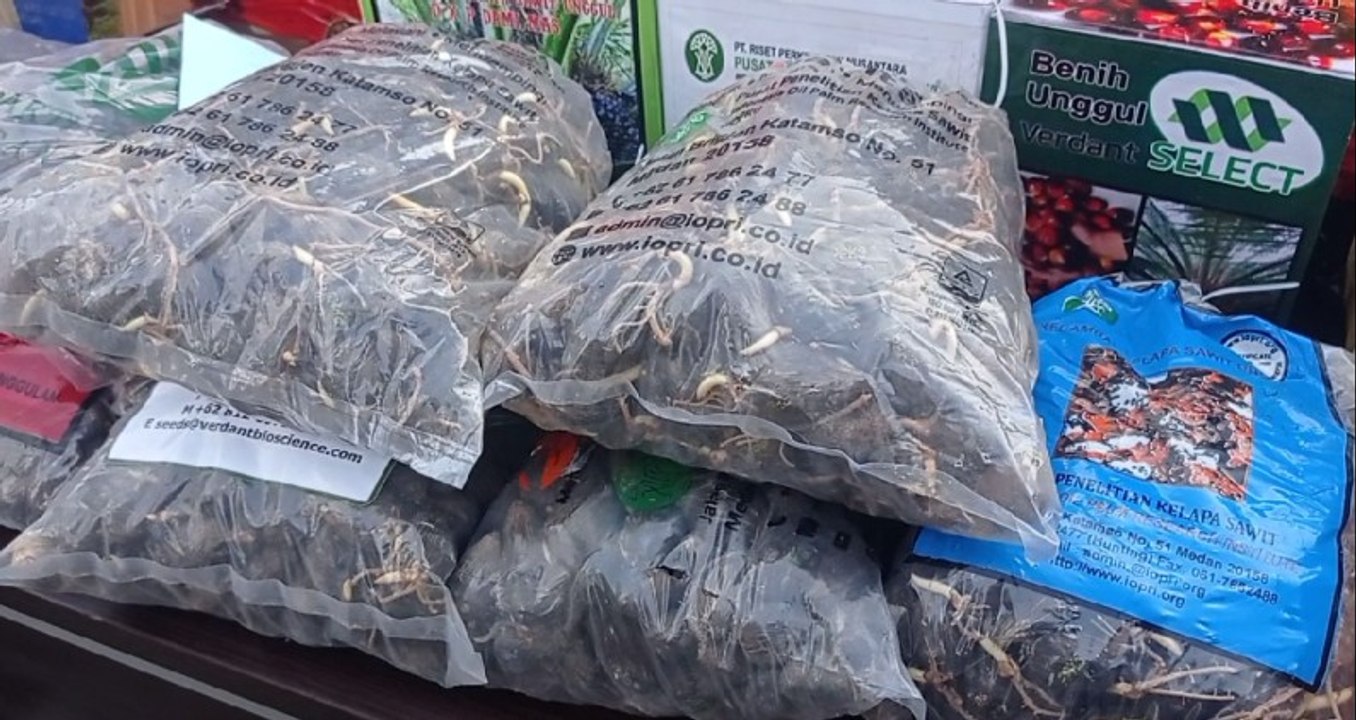 Balai Karantina Lampung Bongkar Peredaran Puluhan Ribu Benih Sawit Palsu, Kerugian Rp42 M