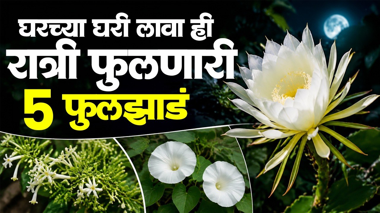 रात्री फुलणारी ही सुगंधी फुले तुमच्या बागेत नक्...