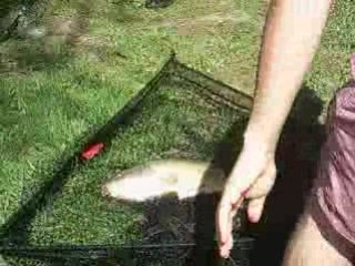 peche a la carpe boubou