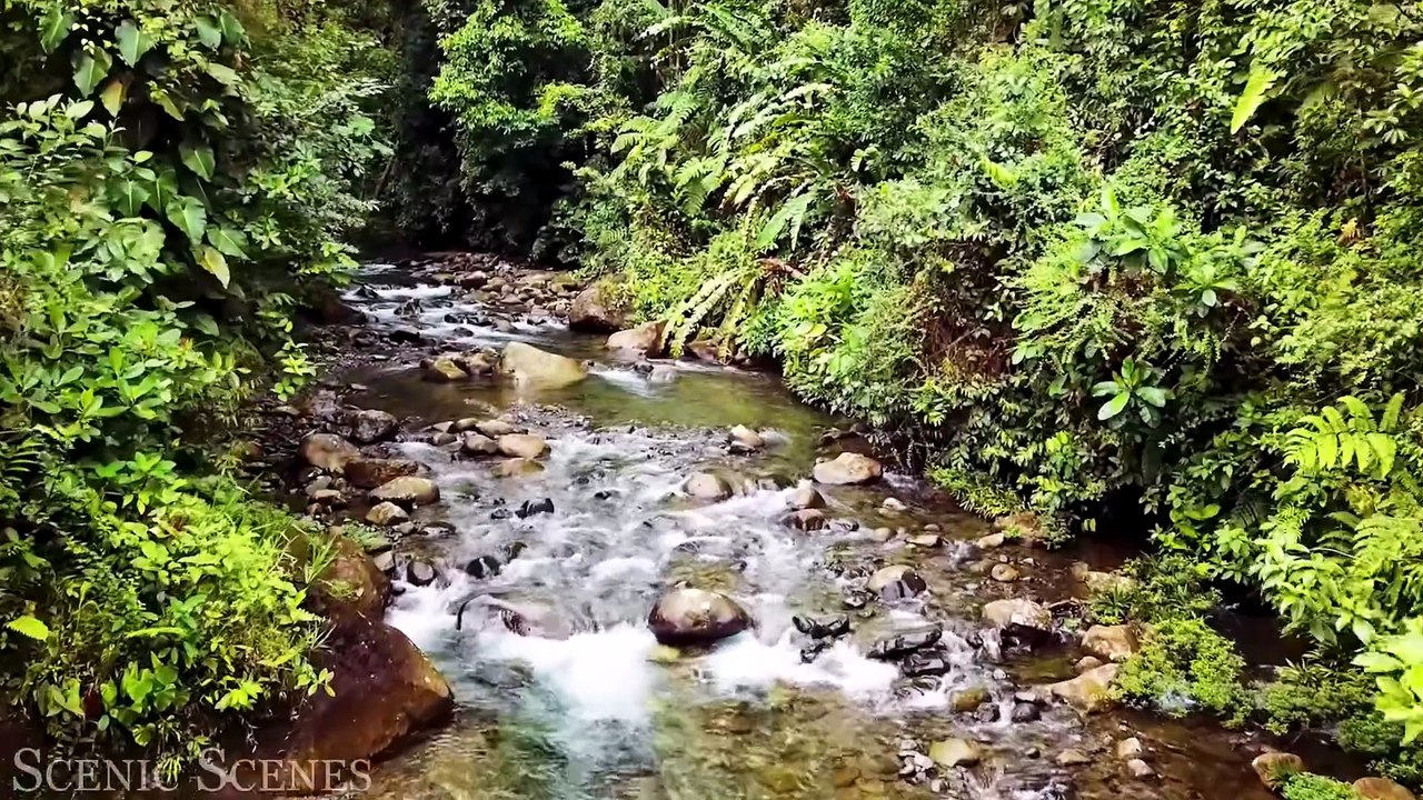 The Amazon 4K - Amazon Jungle and its Wild Animals  Rainforest Sounds  Scenic Relaxation Film_