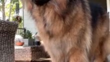 Funny German Shepherd dogs 🐕🐕🐾🐾🐾#cite😍😍😍#german Shepherd #beautifuldogs🐕🐕#viraldogsvedio#shortvedioo#germansherphed☺🐾🐾 #folow me