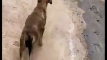 The dog😅