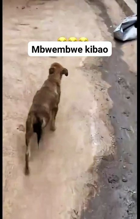 The dog😅