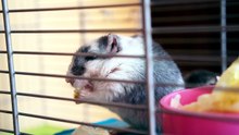 why is my hamster scared of me