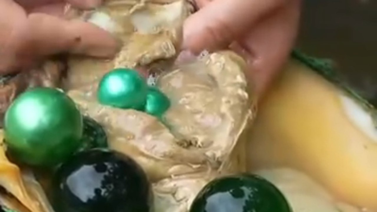 A woman wading through a murky pond opens large freshwater mussels to reveal a Pearl Explore 🦪Follow for more