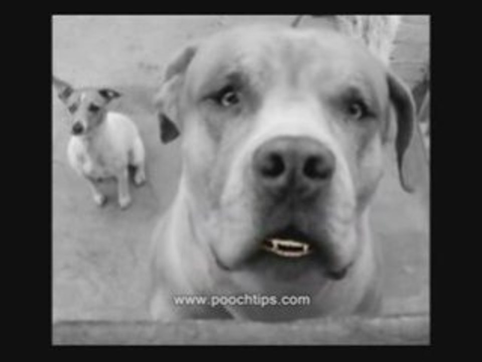 Dog Health Changes And Symptoms Of Sick Dog