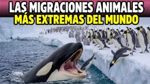 10 migraciones de animales más increíbles y fuera de lo común Parte 2