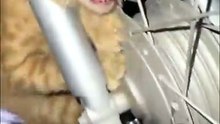Heartbreaking Final Moments Of A Brave Cat 💔