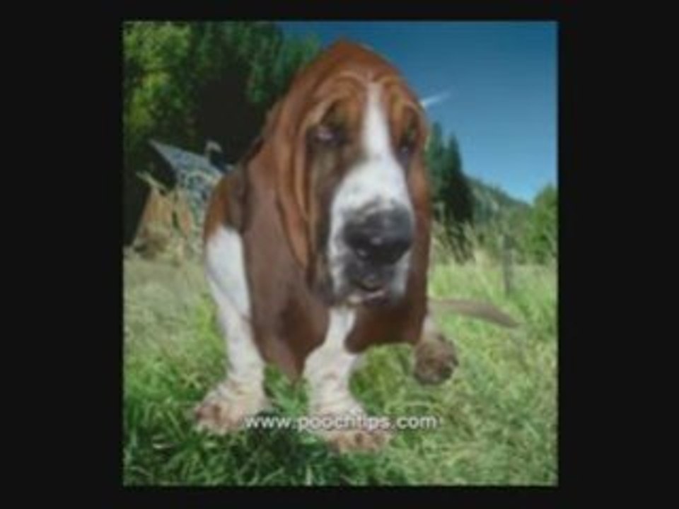 Dog Safety Tips