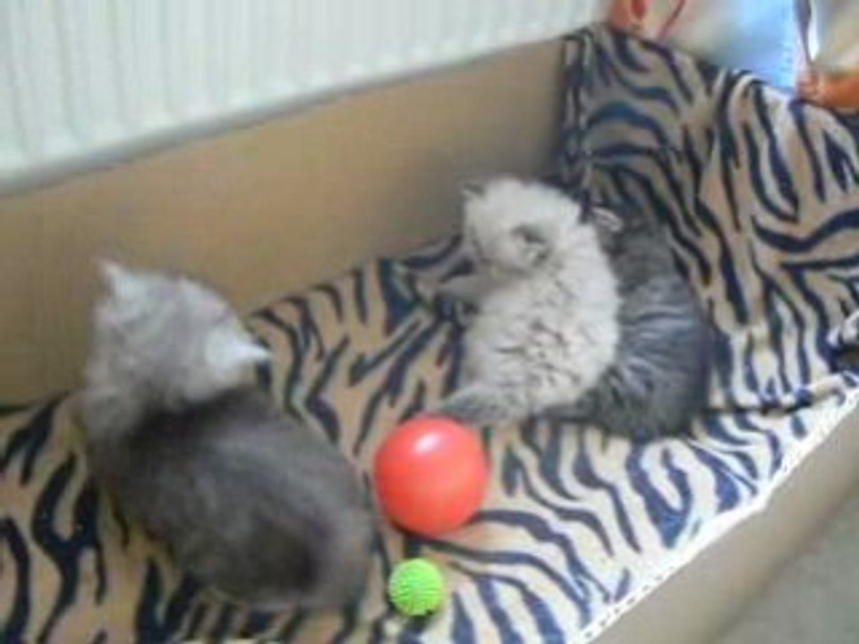 les chatons