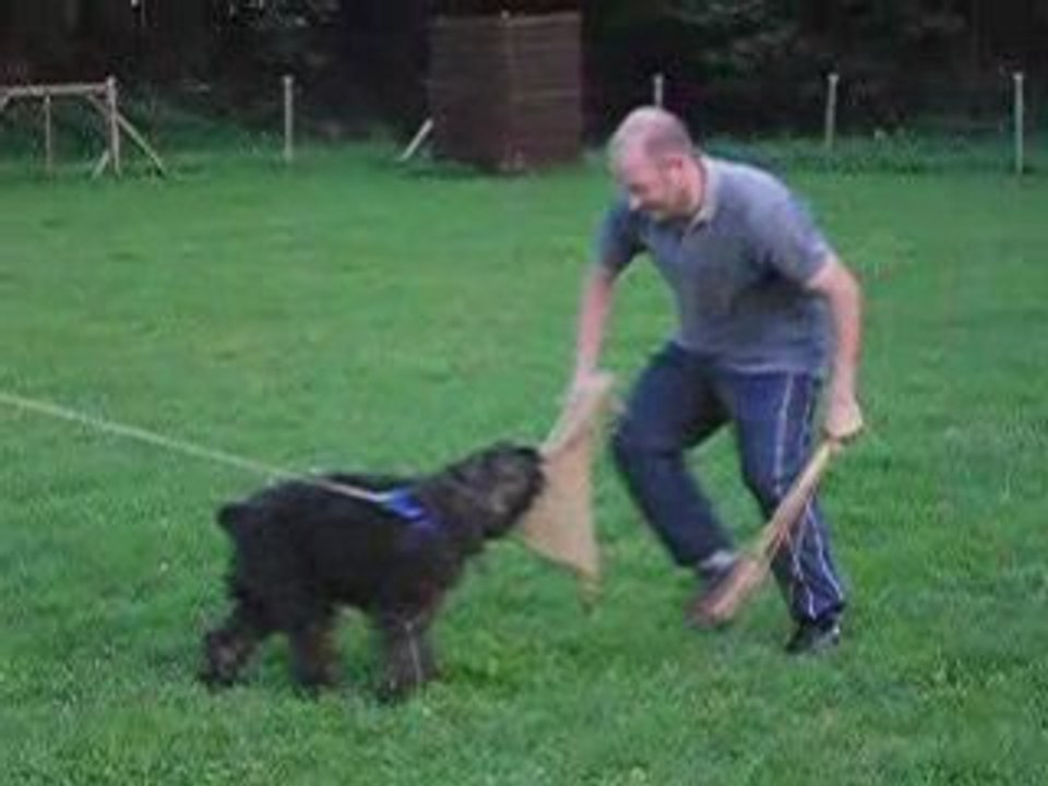 Nos chiens au travail 003