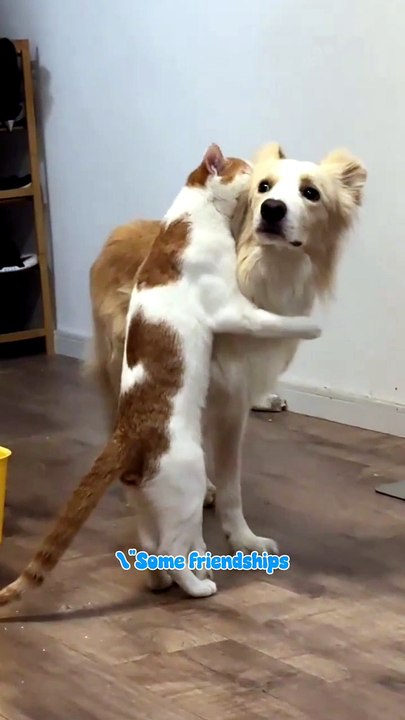 Dog Looks So Confused While Getting Hugged by Cat 😭