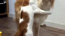 Dog Looks So Confused While Getting Hugged by Cat 😭
