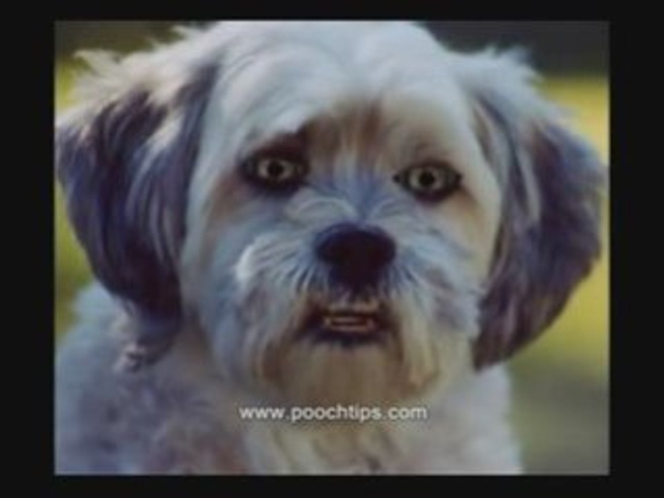 Dog Behavior Questions