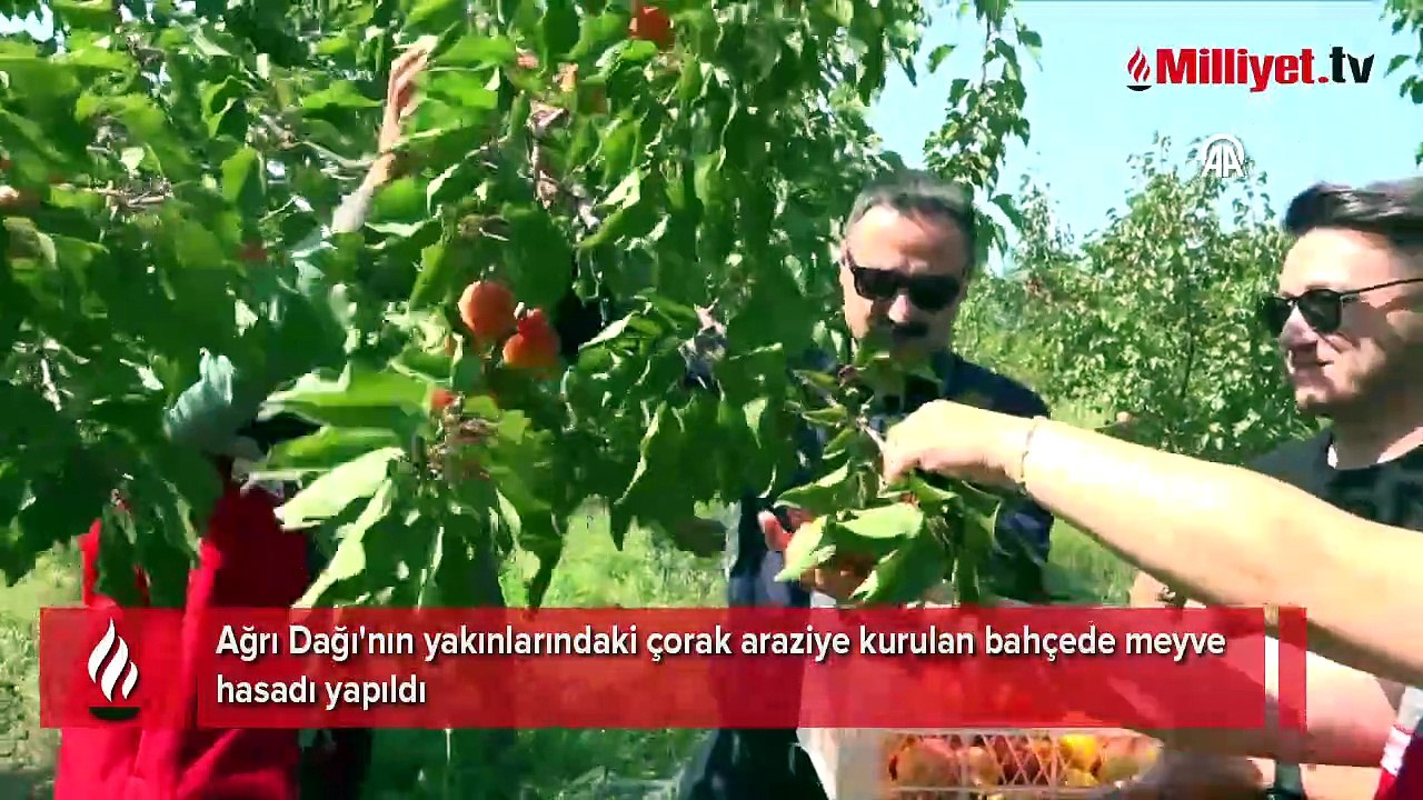 'Bu iklimde olmaz' sözlerini dinlemedi, tüm algıları yıktı! Çorak araziyi cennete çevirdi