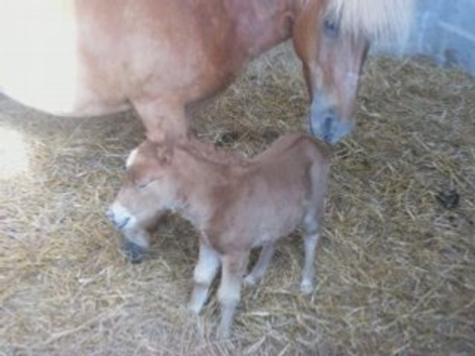 Iris et sa pouliche