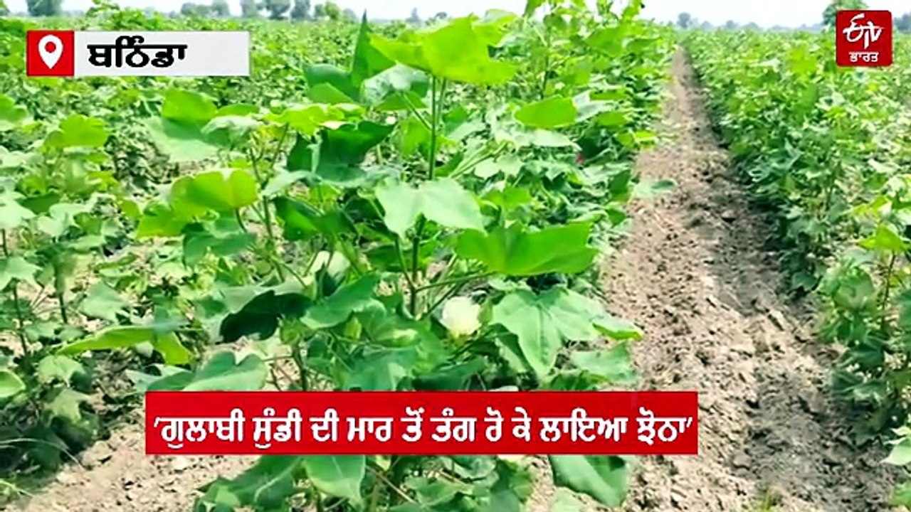 ਨਰਮੇ 'ਤੇ ਚਿੱਟੇ ਮੱਛਰ ਤੋਂ ਬਾਅਦ ਗੁਲਾਬੀ ਸੁੰਡੀ ਦਾ ਹਮਲਾ ਬਣਿਆ ਮੁਸੀਬਤ, ਕਿਸਾਨਾਂ ਨੂੰ ਖੇਤੀ ਮਾਹਰਾਂ ਨੇ ਦਿੱਤੀ ਸਲਾਹ