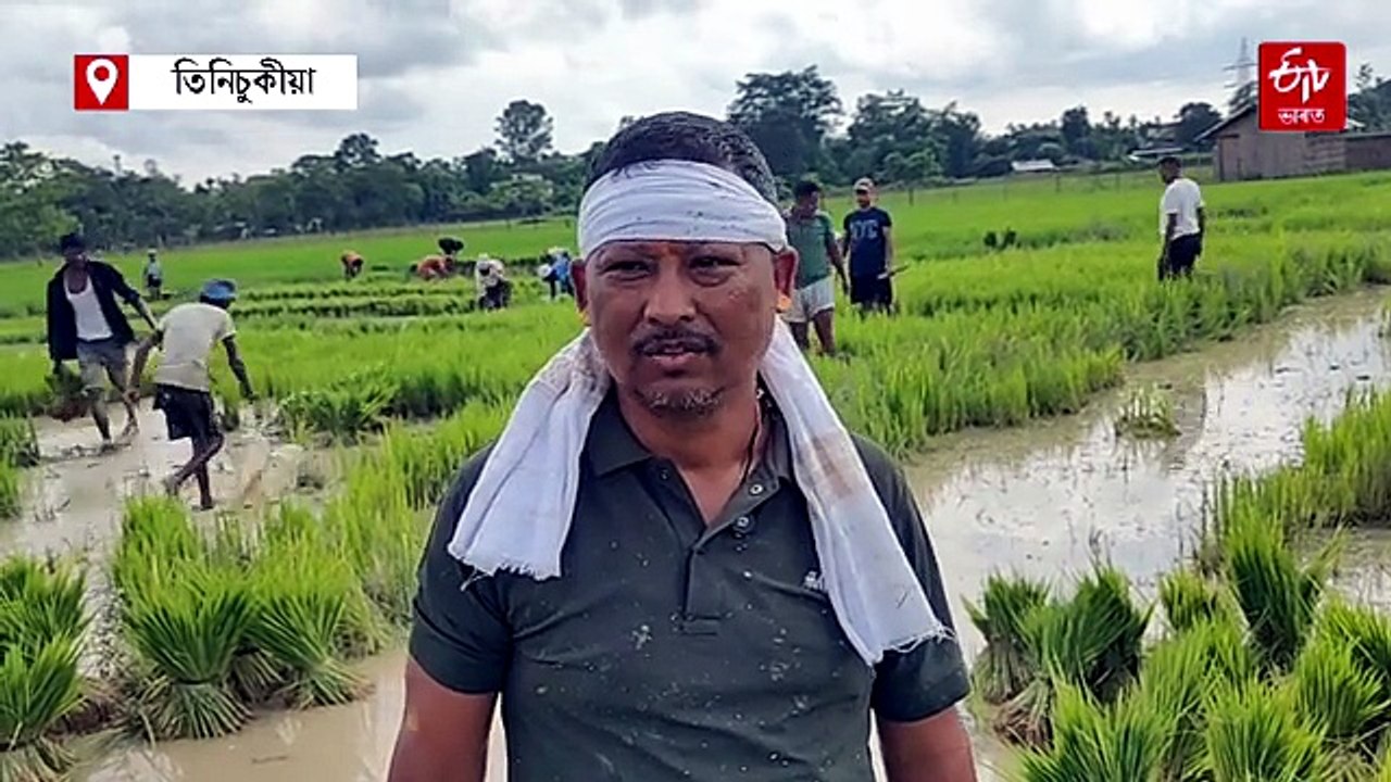 বানাক্ৰান্ত কৃষকৰ বাবে মাকুমৰ কৃষকৰ ব্যতিক্ৰমী পদক্ষেপ, তিনি জিলালৈ কঠীয়া প্ৰেৰণৰ প্ৰস্তুতি