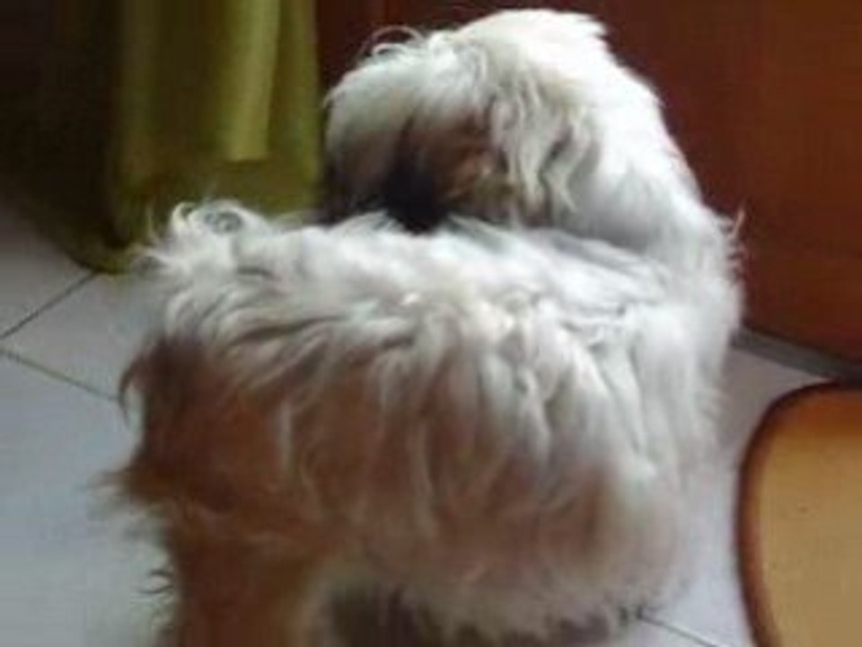 Chaya Mange sa queue