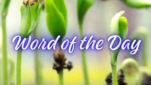 Word of the Day Orchid Flower