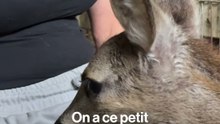 Ils ont sauvé trois chevreuils des incendies en Gironde
